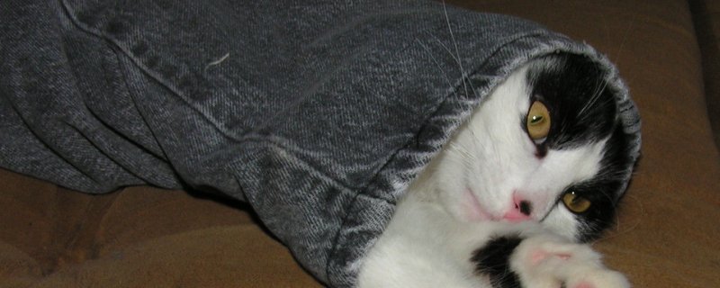 猫藓症状