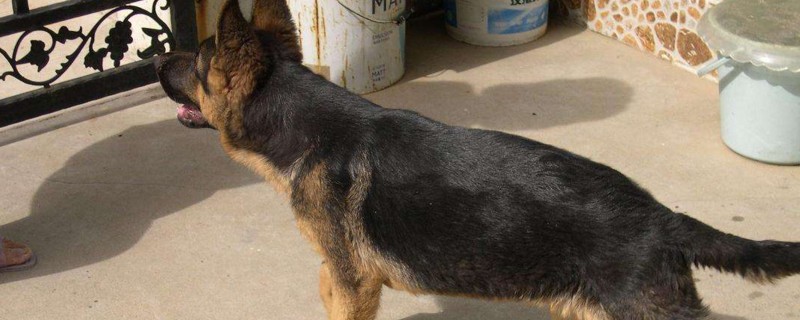 德国牧羊犬怎么看纯不纯