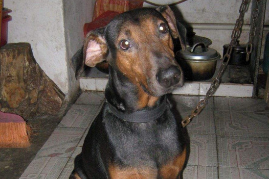 杜宾犬咬人吗，杜宾攻击性强受到惊吓容易过激咬人