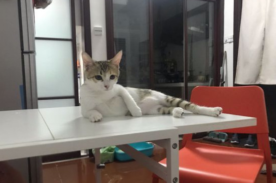 猫不能吃什么