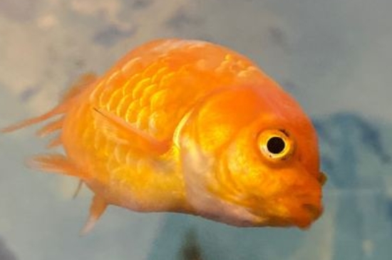 金鱼怎么分雌雄