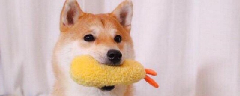 什么颜色的柴犬最贵