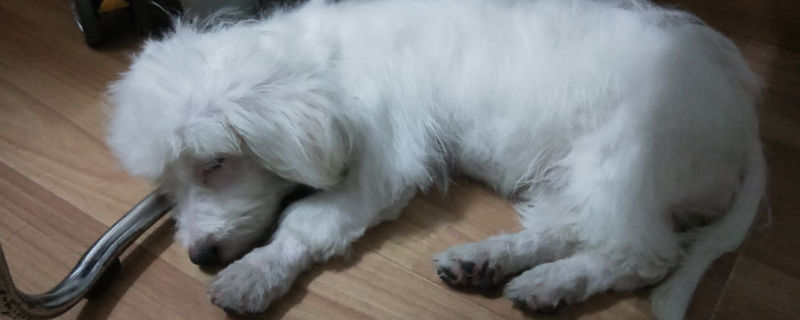 狗狗吐了黄黄的一坨