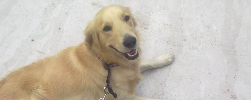 狗狗配种成功后的状态