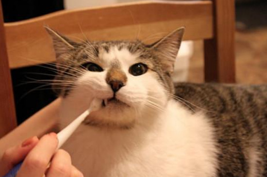 猫嘴巴黑黑的怎么回事