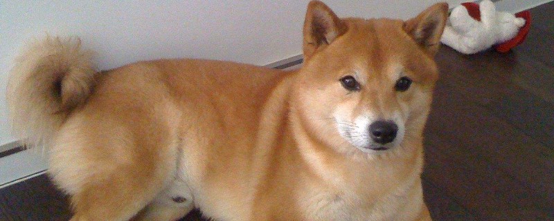 日本豆柴犬价格一般多少钱，纯种价钱至少需要10000元