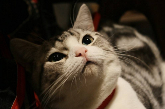 十大适合家养的猫，最适合家养的猫排名