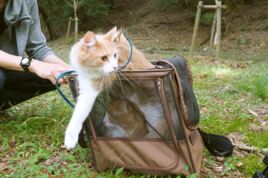 猫可以遛吗?