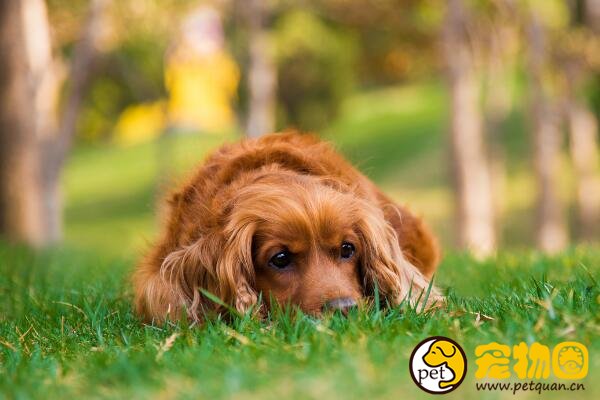 什么狗狗长不大，十种适合家养的中小型犬(泰迪最受欢迎)