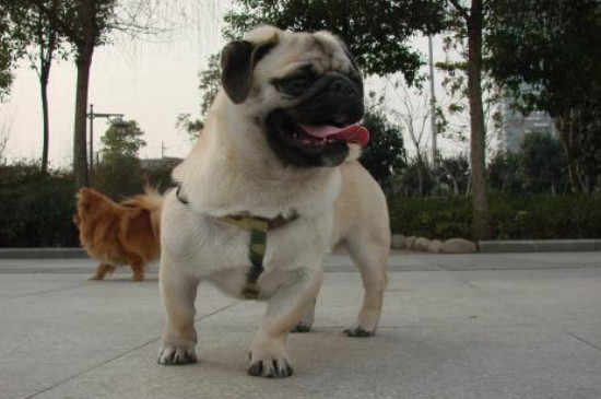 巴哥犬讨厌主人的表现