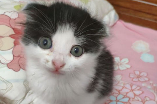 折耳猫生病的早期症状