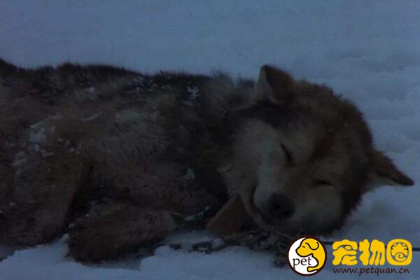 现存雪橇犬有几种，共有7类/其他的都不如三傻出名
