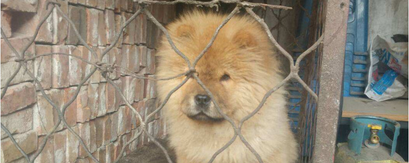 松狮通过什么认主人