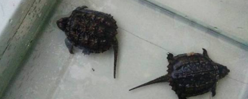 小鳄龟怎么分辨公母