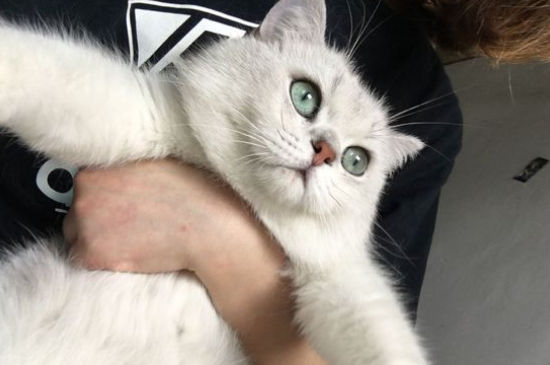 猫不吃不喝没精神