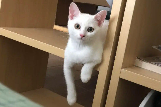 猫咪舔主人是什么意思