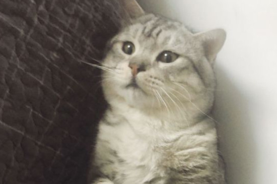 猫怕冷吗