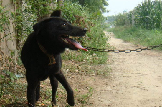 养中华田园犬注意事项，饲养中华田园犬的正确方法