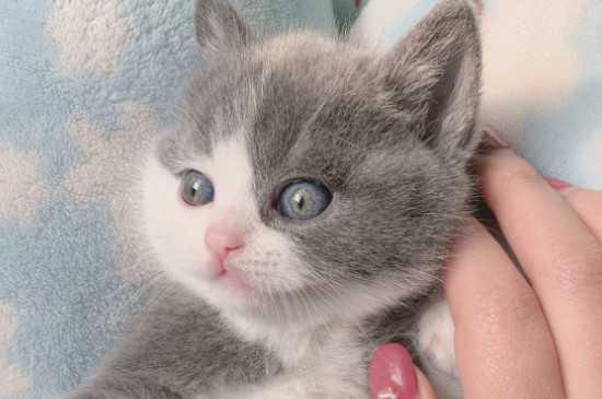 猫咪多久洗一次澡