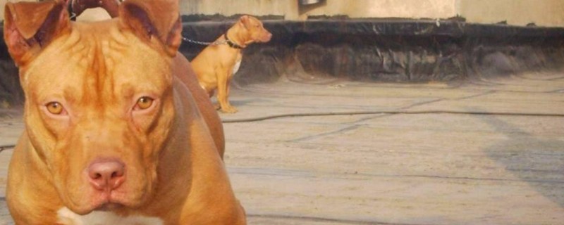 世界十大恶犬