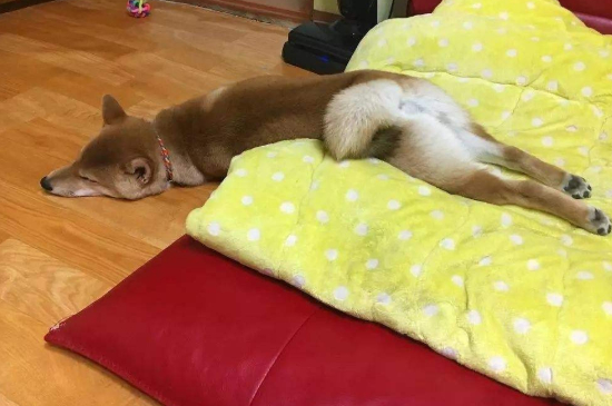 幼犬能睡在瓷砖上吗