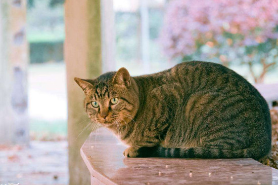 猫嗷呜嗷呜叫什么意思，猫为什么有时候会嗷呜叫