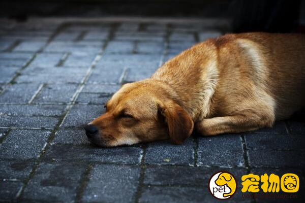 中华田园犬是禁养犬吗，城市内禁养中国土狗是为什么