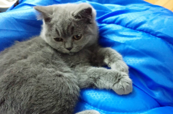 猫抑郁症的治疗方法