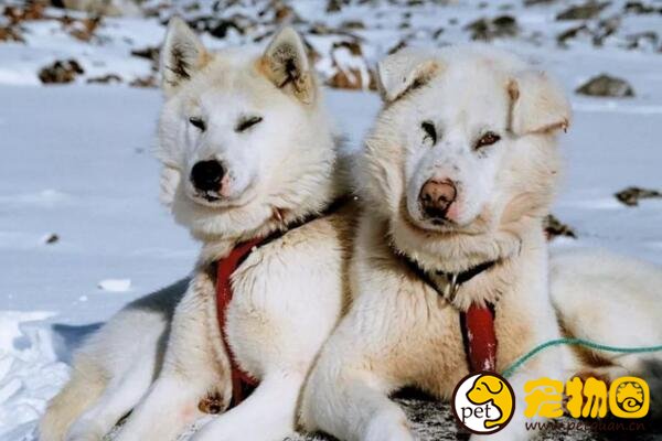 曾经的冰原之狼格陵兰犬，能生存与零下几十度的野外