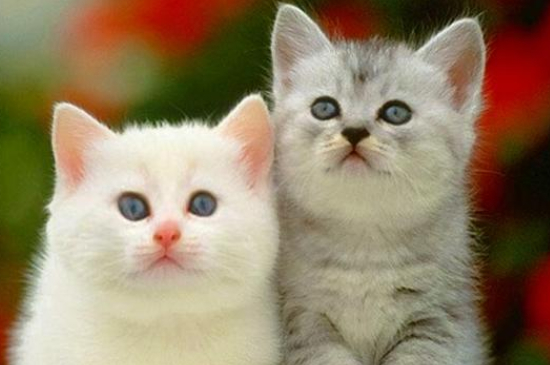猫下巴肿了一个大包