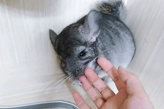 宠物龙猫咬人吗