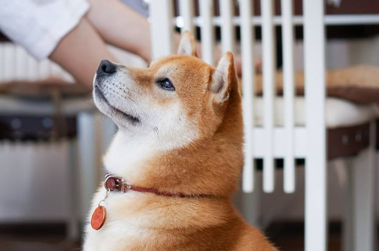 宠物狗怎么养