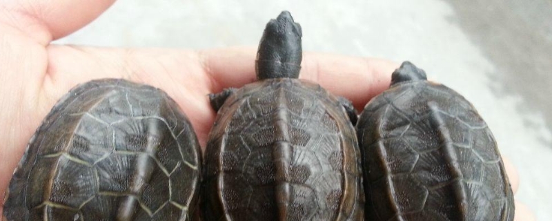 新手小草龟怎么养