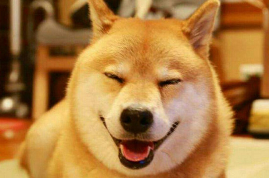 柴犬和土狗有什么区别