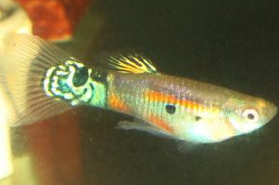 孔雀鱼是冷水鱼吗