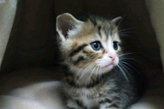 猫咪应激反应怎么缓解