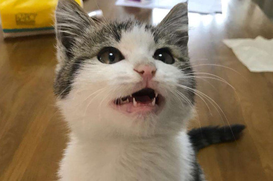 小猫呕吐应该怎么办