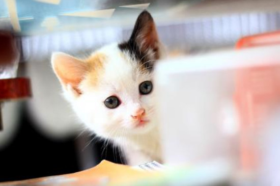 猫会记仇吗