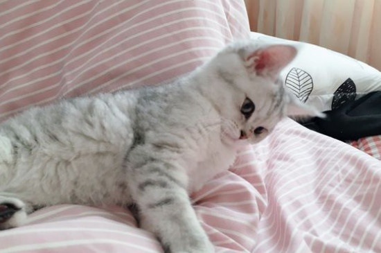 猫为什么喜欢吃鱼