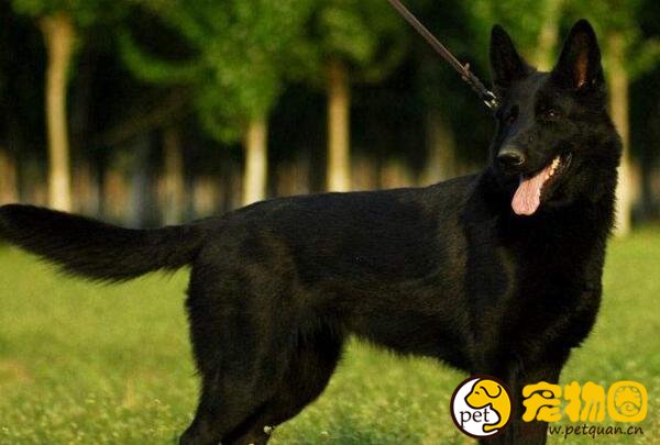 东德牧羊犬和德国牧羊犬哪个好，东德牧的工作性更强