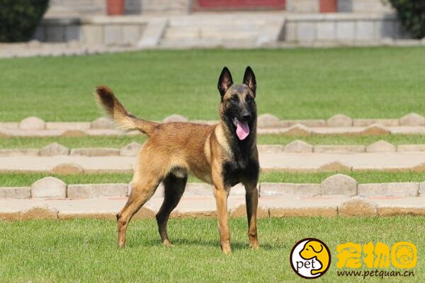 比利时马犬弹跳力惊人，世界军警界都重视的工作犬