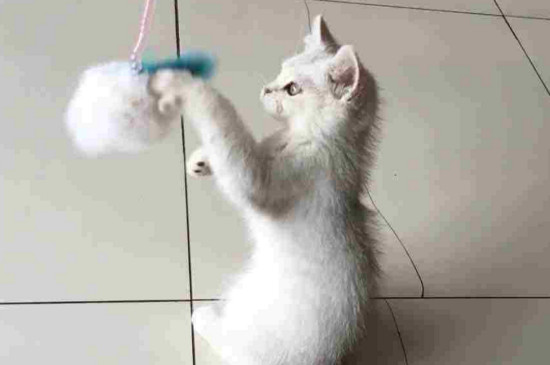 自制逗猫玩具
