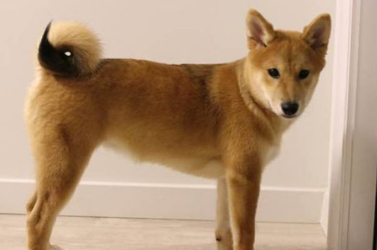 柴犬为什么不适合家养
