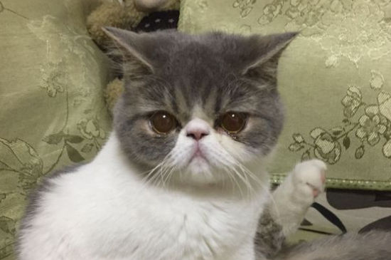 加菲猫性格优点缺点