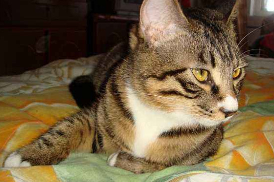 猫可以吃板栗吗