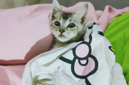 猫眼屎多是什么原因