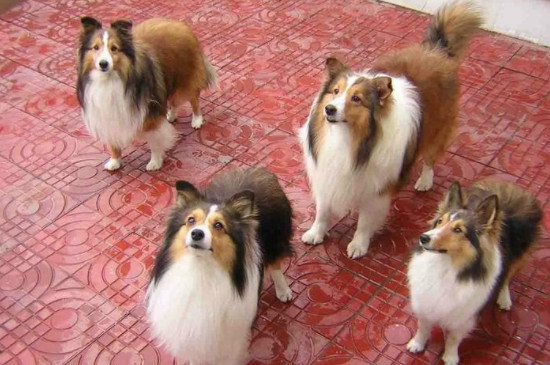 喜乐蒂牧羊犬怎么样