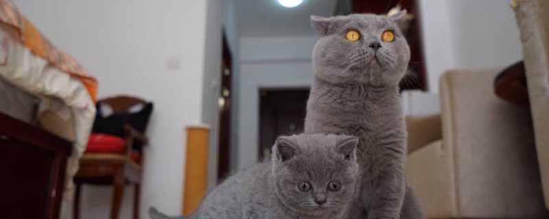 怎么给猫接生