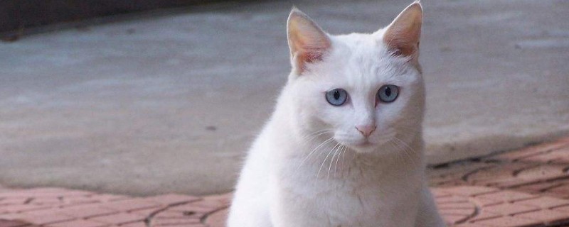 母猫发情症状