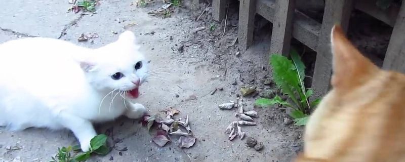 猫发出低吼是什么情况